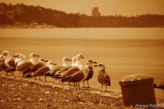junkyard-memories-0084-1024x575-1024x575